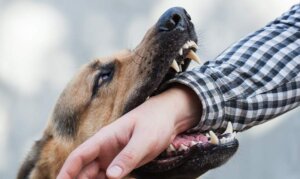 Dog Bite Injury Claims in North Carolina