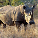 Africa's Rhino Havens
