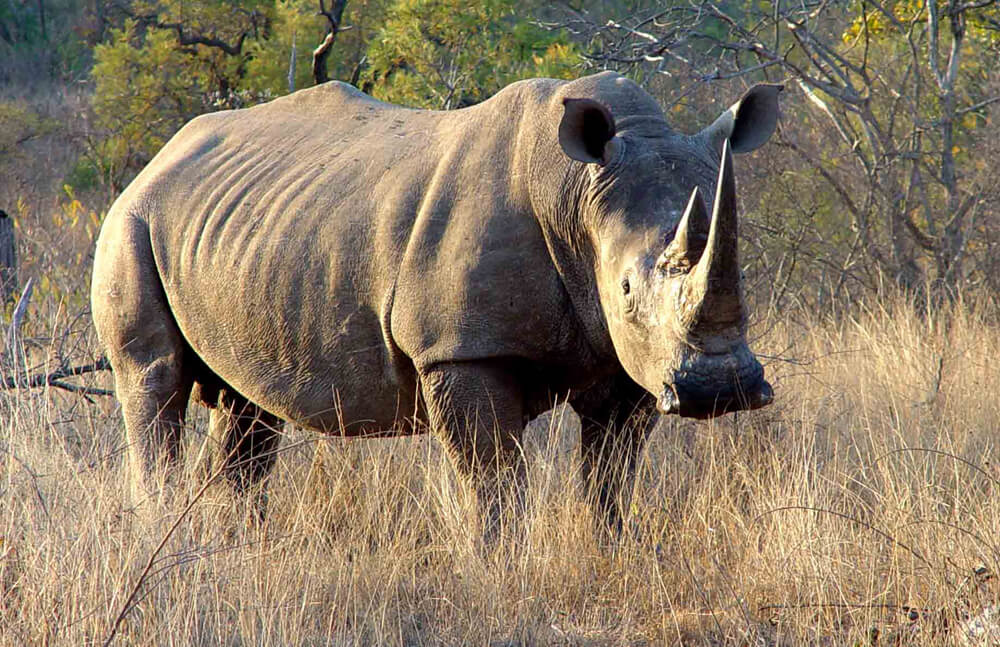 Africa's Rhino Havens